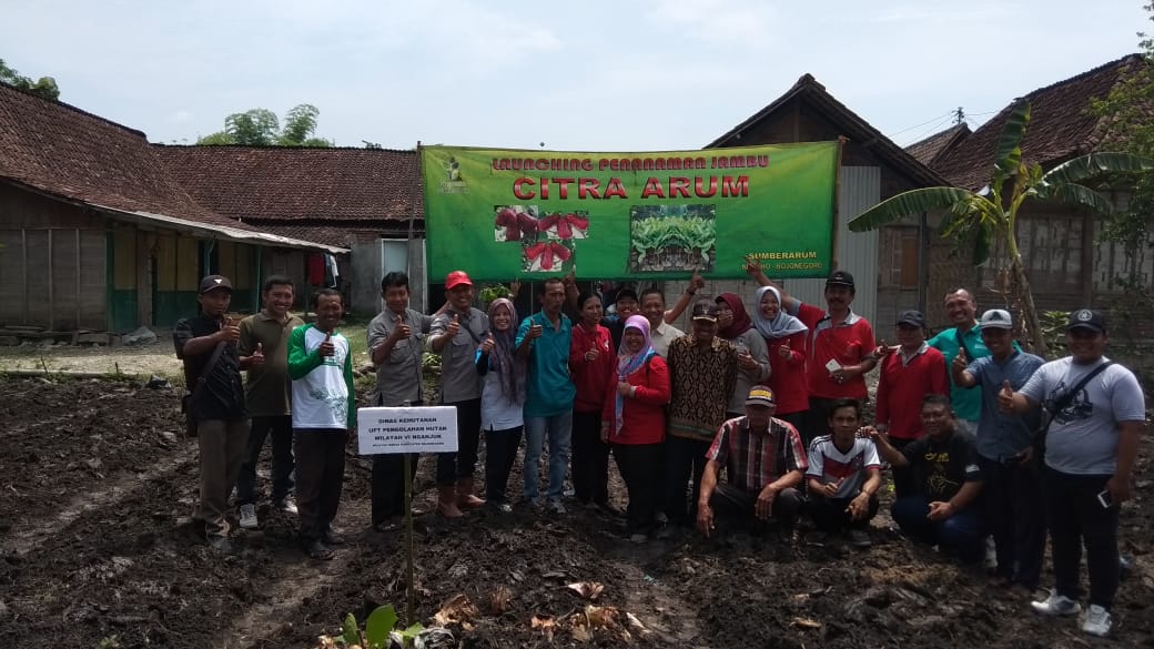 Lounching Penanaman Jambu CITRA ARUM di Sumberarum